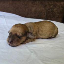 Nalu - Cream male Dachshund puppy in Eldon, Missouri from Pure Joy Dachshunds