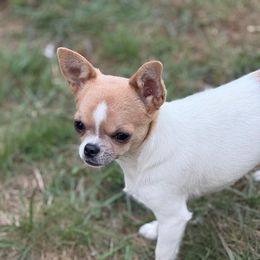 Belle - Chihuahua