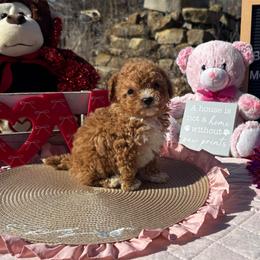 Willie Nelson - Red  male Poodle puppy in Hopkins, Missouri from Mowry Creek Mini Aussiedoodles and More