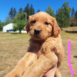 Summer - Dark golden female Golden Retriever puppy in Tenino, Washington from Oak River Goldens'