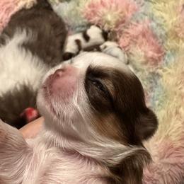 Shih Tzu Puppies from Wood Foo Breeders