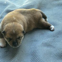 Shiba Inu puppies from Sunbeam Shiba Inus