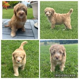 Apricot Abstract Girl - Apricot female Goldendoodle puppy in Lancaster, South Carolina from Silver Hill Farm SC