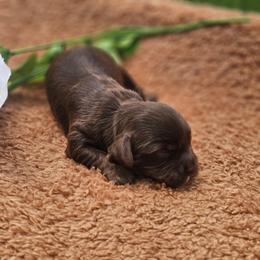 Ghirardelli - Chocolate male Cavapoo puppy in Decatur, Illinois from Petite Pups