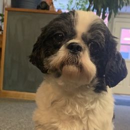 Coop - Shih Tzu