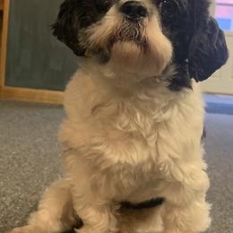 Coop - Shih Tzu
