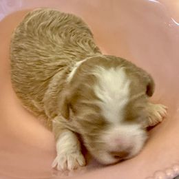 Big Boy - Cream male Goldendoodle puppy in Tyler, Texas from Sassy’s Hollywood Poodles & Doodles