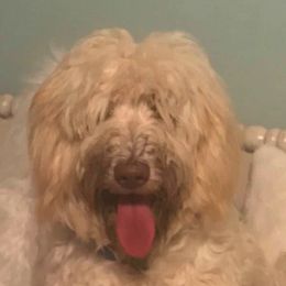 Labradoodles and Poodles from Salley Mcintyre's Labradoodles and Poodles