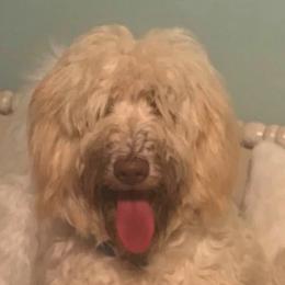 Labradoodles and Poodles from Salley Mcintyre's Labradoodles and Poodles