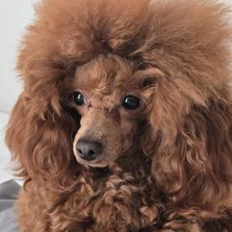 Bannon - Poodle