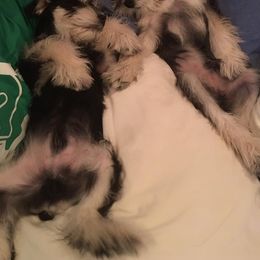 Miniature Schnauzer Puppies from Caesars Creek Miniature Schnauzers