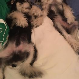 Miniature Schnauzer Puppies from Caesars Creek Miniature Schnauzers