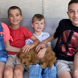 Goldendoodle Puppies from Doodle Bliss