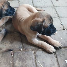 Mastiff Puppies from Peter Moser's Mastiffs