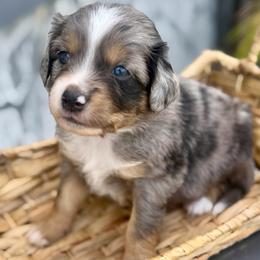 Light blue - Blue merle male Miniature Australian Shepherd puppy in 32046, Florida from River Hill Ranch