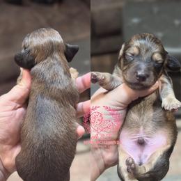 Mike - Cream male Dachshund puppy in Hornbeck, Louisiana from A&Z Mini Dachshunds