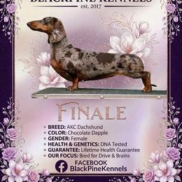 Finale - Dachshund