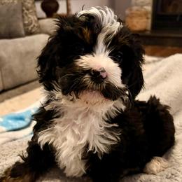 Purple collar girl - Tri-color female Bernedoodle puppy in Lake, Michigan from 3 King Doodles & Poodles