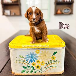 Doc - Red male Bernedoodle puppy in West Haven, Utah from Split Mountain Doodles