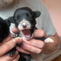 DaoDog Olga One and Only - Black and white female Chinese Crested puppy in Highland Park, Michigan from Family Kennel Dao Dog