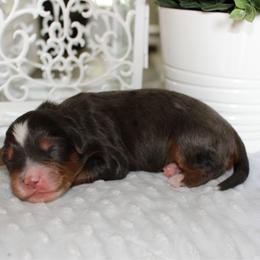 Opal - Blue merle female Bernedoodle puppy in Eagle Mountain, Utah from Fur Real Puppies.