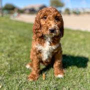 Aussiedoodle, Bernedoodle, Goldendoodle, and Irish Doodle Puppies from Sun Valley Goldendoodles