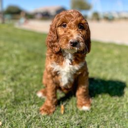 Aussiedoodle, Bernedoodle, Goldendoodle, and Irish Doodle Puppies from Sun Valley Goldendoodles