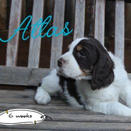 Atlas - Liver white and tan male English Springer Spaniel puppy in Canyonville, Oregon from Enos Ranch Springer Spaniels
