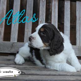 Atlas - Liver white and tan male English Springer Spaniel puppy in Canyonville, Oregon from Enos Ranch Springer Spaniels