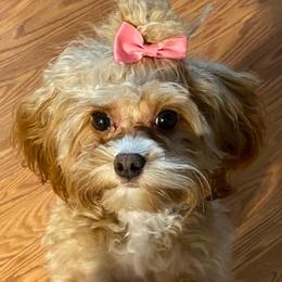 Cavalier King Charles Spaniels and Cavapoos from April’s Cavaliers/Cavapoos