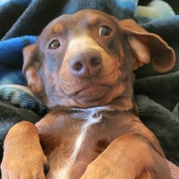Mini Moo - Dachshund