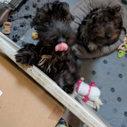 Cesky Terrier Puppies from Energizer Ceskys