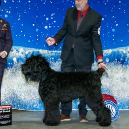 Raven - Black Russian Terrier