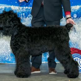 Raven - Black Russian Terrier