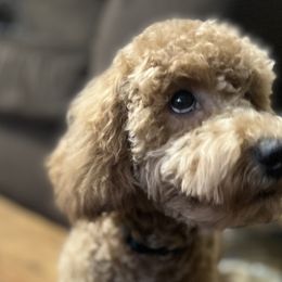 Boy 1 - Apricot Goldendoodle puppy in Lancaster, South Carolina from MJ's Designer Doodles