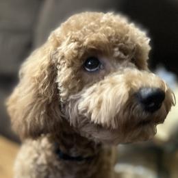 Boy 1 - Apricot Goldendoodle puppy in Lancaster, South Carolina from MJ's Designer Doodles