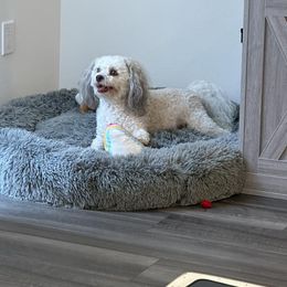 Havanese All Grown Up from HavtaHavRhavanese