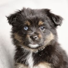 Australian Shepherd, Miniature American Shepherd, Miniature Australian Shepherd, and Toy Australian Shepherd Puppies from Painted Blue Aussies