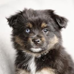 Australian Shepherd, Miniature American Shepherd, Miniature Australian Shepherd, and Toy Australian Shepherd Puppies from Painted Blue Aussies