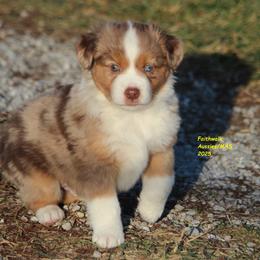 Borealis - Red merle male Miniature American Shepherd puppy in Hillsdale, Michigan from Faithwalk Aussies and Mini American Shepherds