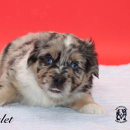 Piglet - Blue merle male Miniature Australian Shepherd puppy in Weeki Wachee, Florida from Arlington's Mini Aussies