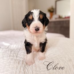 Clove - Tri-color male Bernedoodle puppy in Cold Spring, Minnesota from A.N.A. Doodles