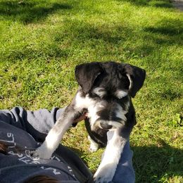 Miniature Schnauzer Puppies from A'Lord Miniature Schnauzer