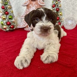 Miniature Schnauzer Puppies from Dixie Pearl Schnauzers