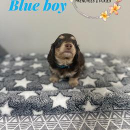 Blue boy - Chocolate and cream male Dachshund puppy in Kissimmee, Florida from Dazzling Frenchies and Doxies