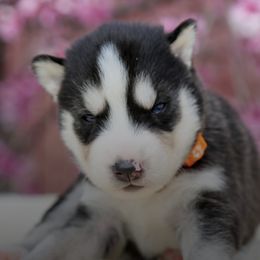 Siberian Huskies from Lotus Husky Pack
