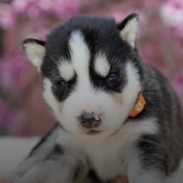 Siberian Huskies from Lotus Husky Pack