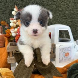 Ember - Blue female Pembroke Welsh Corgi puppy in Paxton, Illinois from McGovern Family Corgis