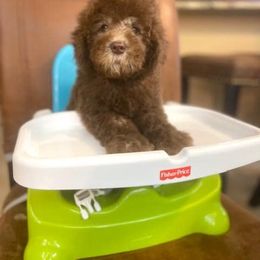 "English Goldendoodle Puppy from Moss Creek Goldendoodles" Goldendoodle and Schnoodle Puppies from Moss Creek Goldendoodles