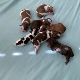 Havanese Puppies from Debbie’s Doggone Havenese Doghouse LLC